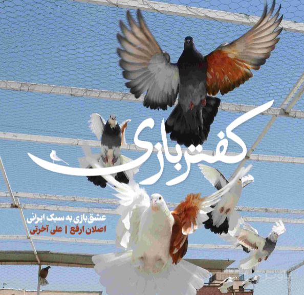 کفتربازی